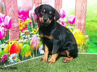 Rottweiler dogs for sale: Rosie - Ad 3