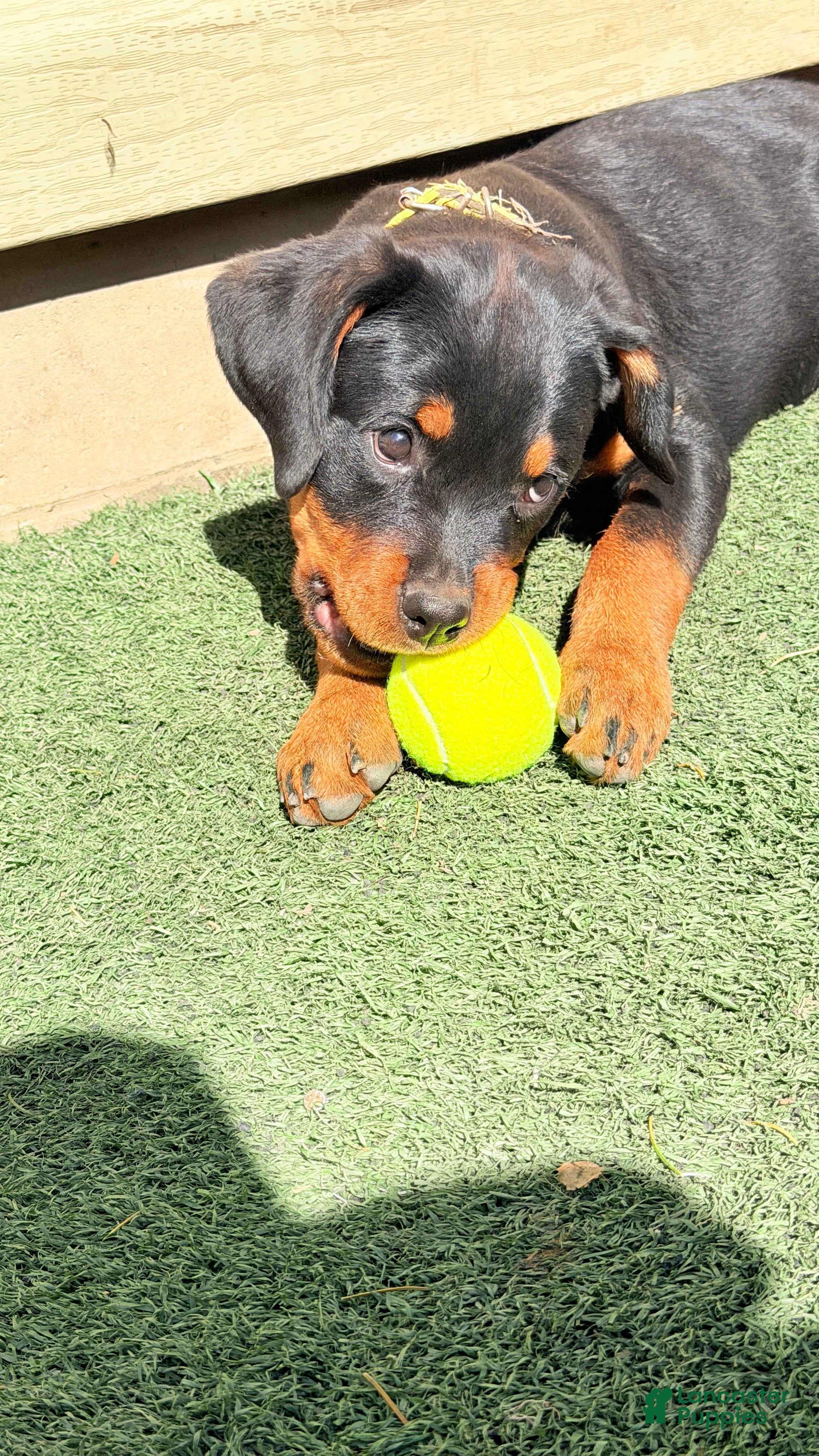Rottweiler dogs Luma - Ad 2