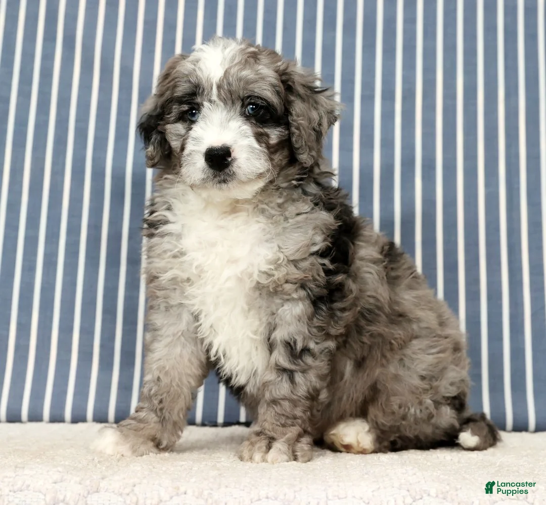 Mini Bernedoodle dogs for sale: Tate - Ad 6