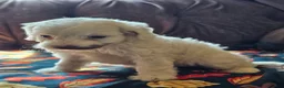 Cavapoo dogs for sale: Cavapoo 2 - Ad 3