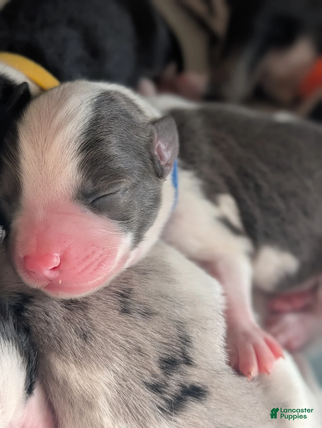 Mixed Breed dogs for sale: Zeus  - Ad 2