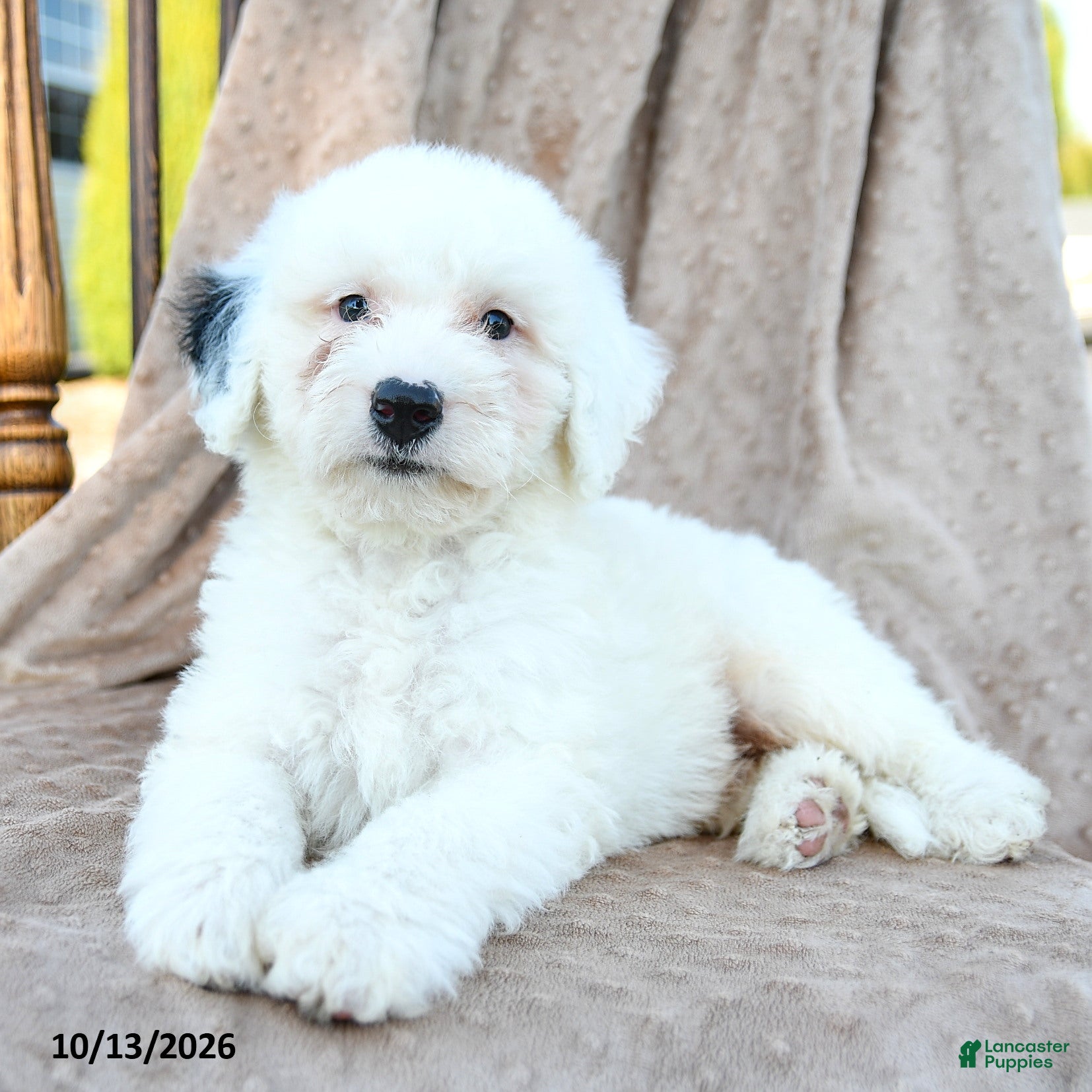 Mini Bernedoodle dogs for sale: Trace - Ad 1