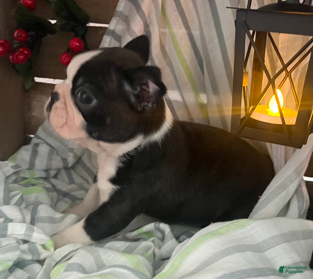 Boston Terrier dogs for sale: Joey  - Ad 4