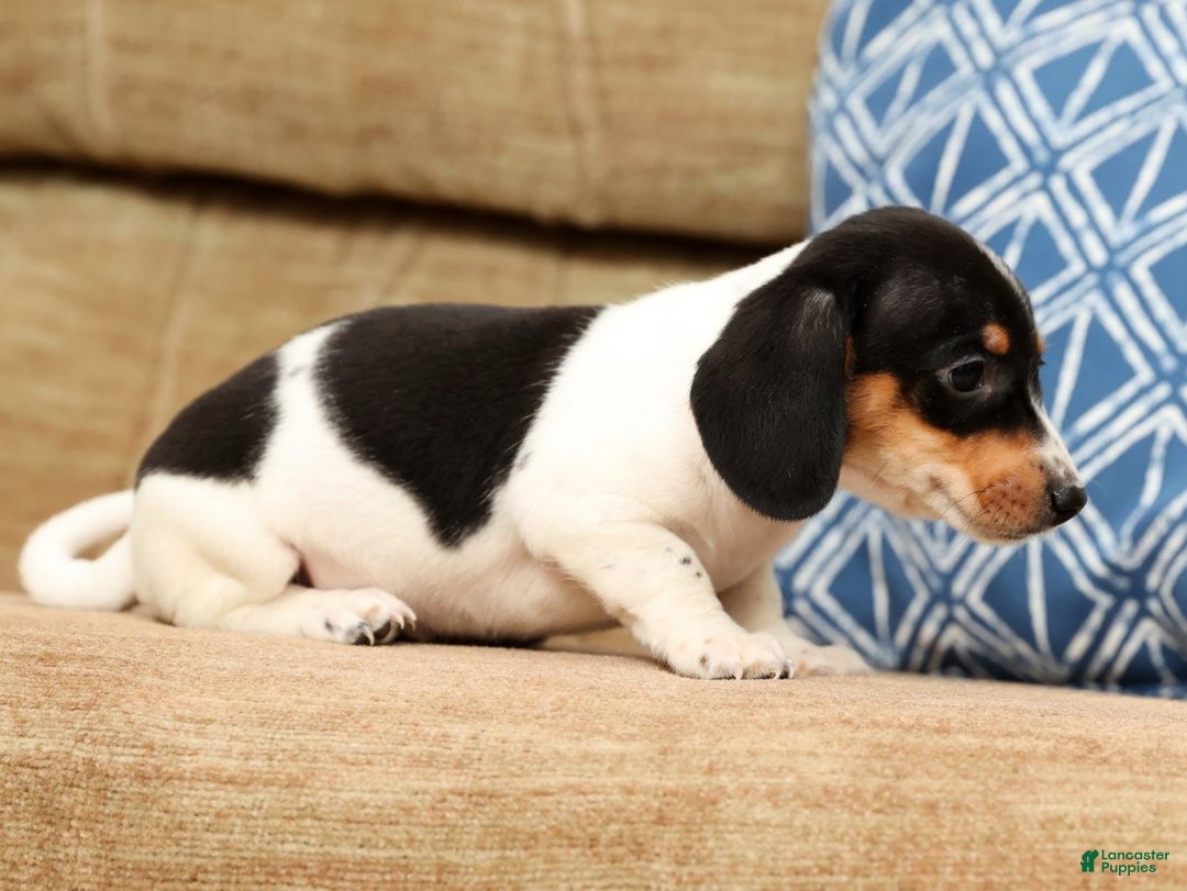 Miniature Dachshund dogs for sale: Piper - Ad 7