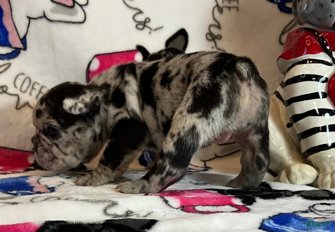 French Bulldog dogs for sale: Shell - Ad 13