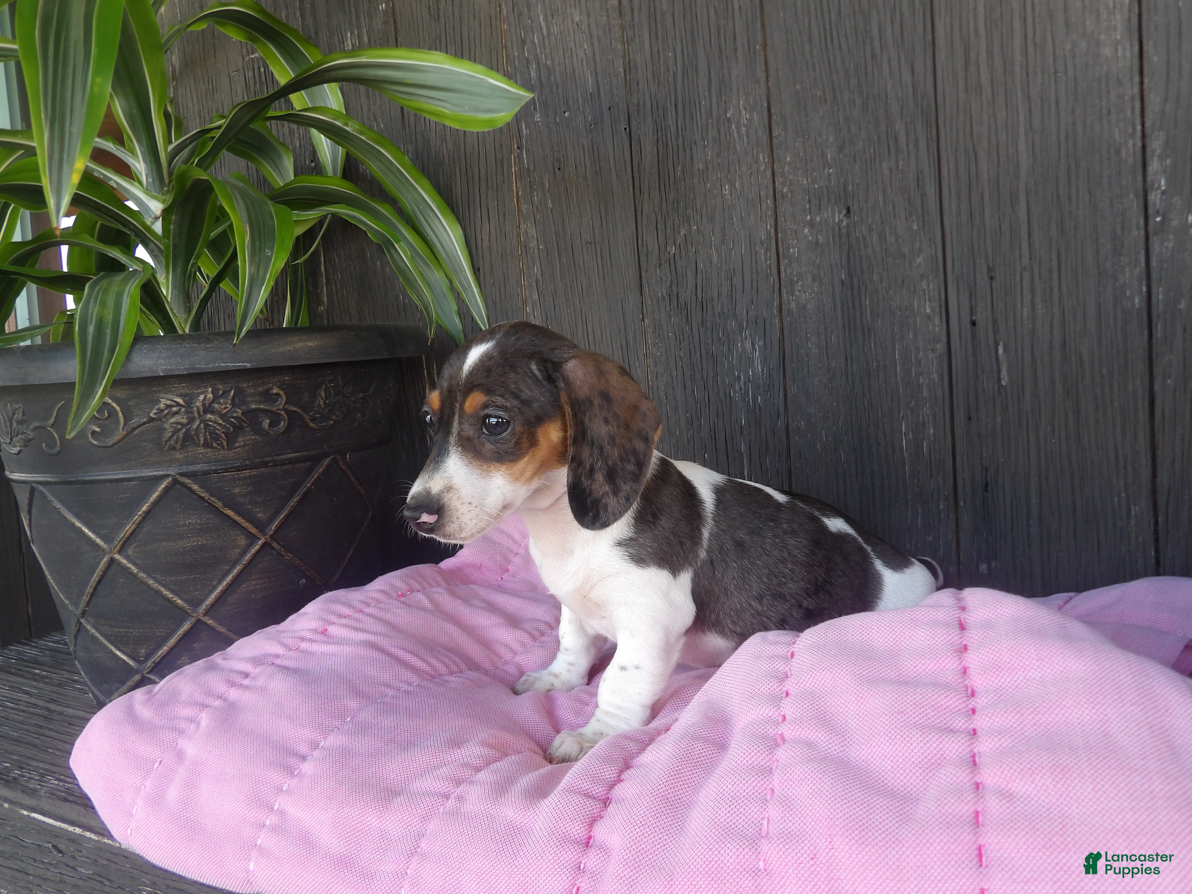 Miniature Dachshund dogs Daisy - Ad 1