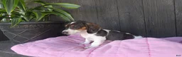 Miniature Dachshund dogs for sale: Daisy - Ad 1