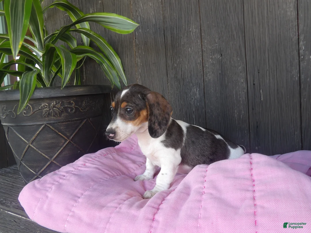 Miniature Dachshund dogs for sale: Daisy - Ad 1