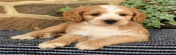 Cockapoo dogs for sale: Dunkin - Ad 5
