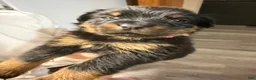 Rottweiler dogs for sale: Rottweiler Puppy 8 - Ad 5
