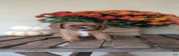 Cavalier King Charles Spaniel dogs for sale: Sparkles - Ad 4