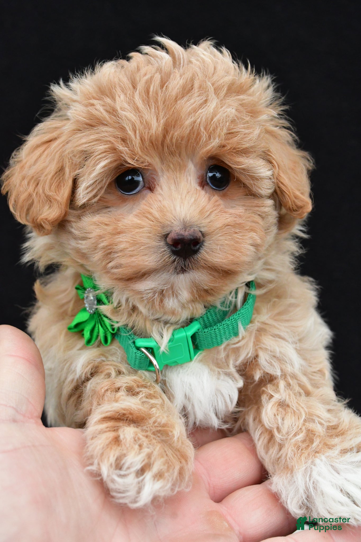 Maltipoo dogs for sale: Allie - Ad 2
