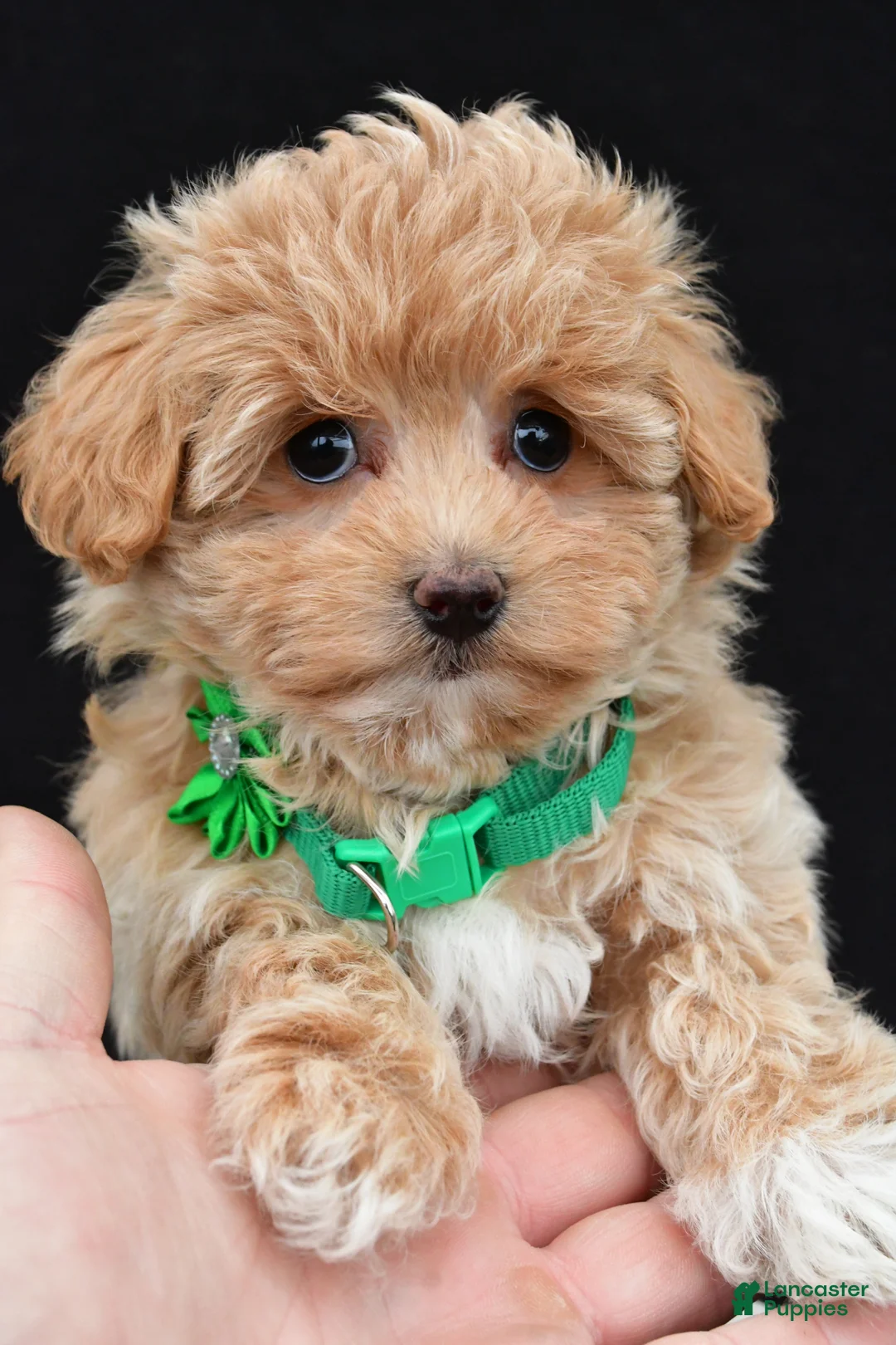 Maltipoo dogs for sale: Allie - Ad 1