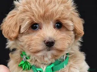 Maltipoo dogs for sale: Allie - Ad 2