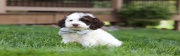 Cockapoo dogs for sale: Bentley - Ad 2