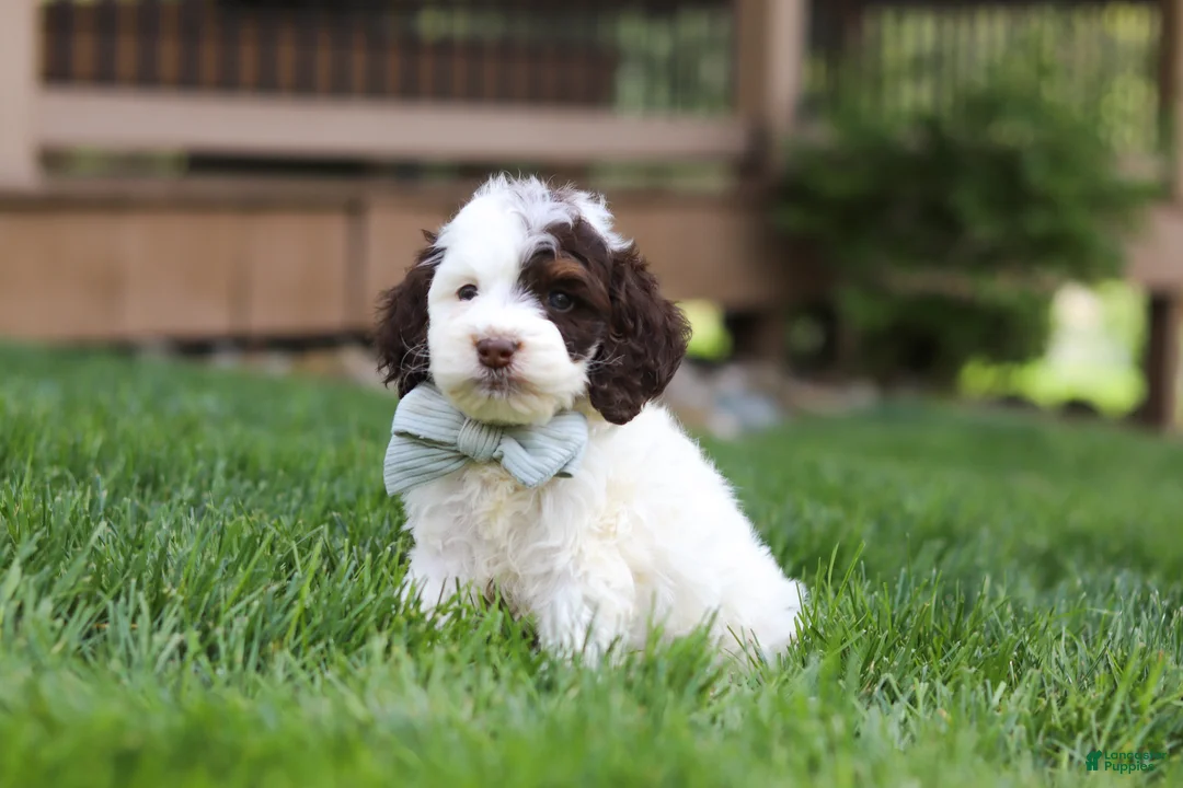 Cockapoo dogs for sale: Bentley - Ad 2
