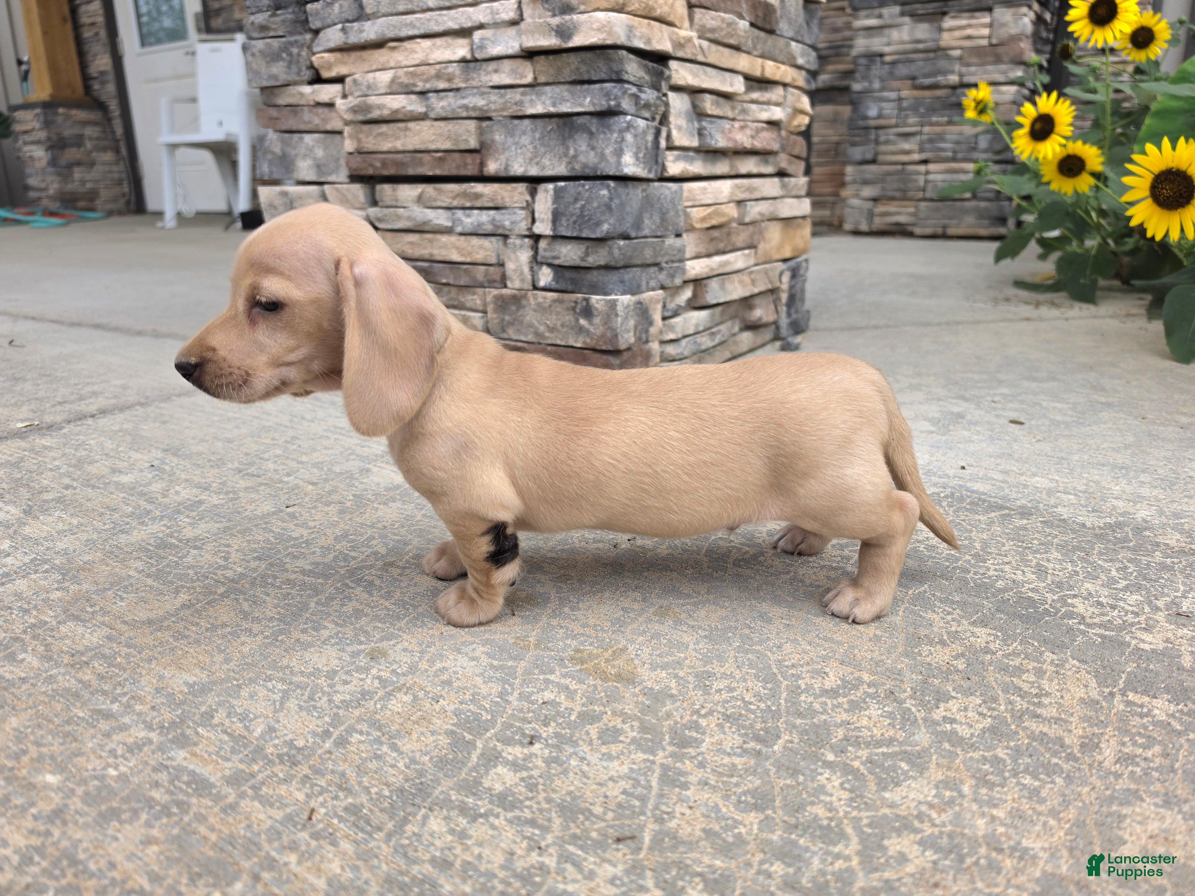 Miniature Dachshund dogs Harper - Ad 2