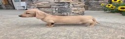 Miniature Dachshund dogs for sale: Harper - Ad 2