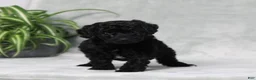 Mini Goldendoodle dogs for sale: Amanda - Ad 4