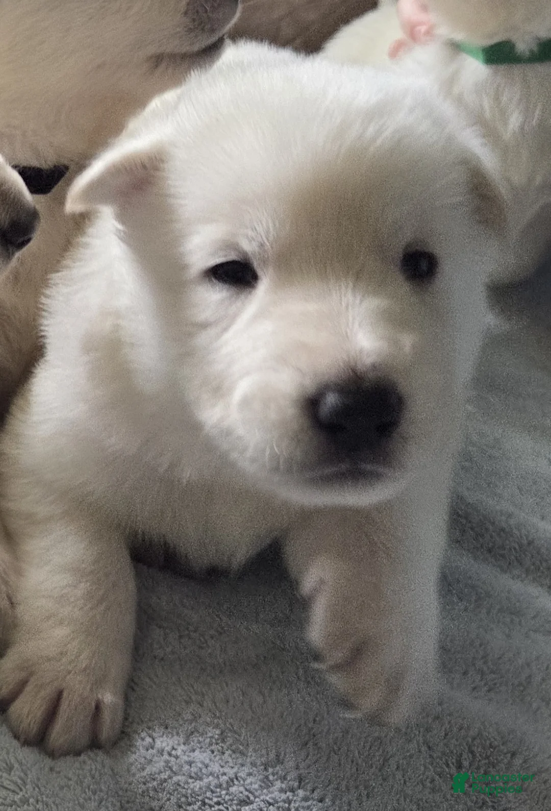 German Shepherd dogs for sale: Red - Ad 2