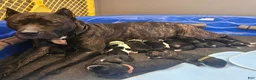 Presa Canario dogs for sale: Presa Canario Puppy 1 - Ad 13