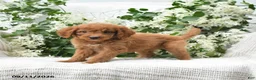 Goldendoodle dogs for sale: Jodi - Ad 4