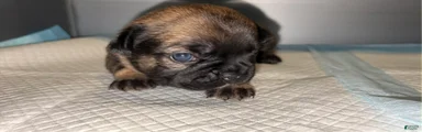 French Bulldog Puppy 3