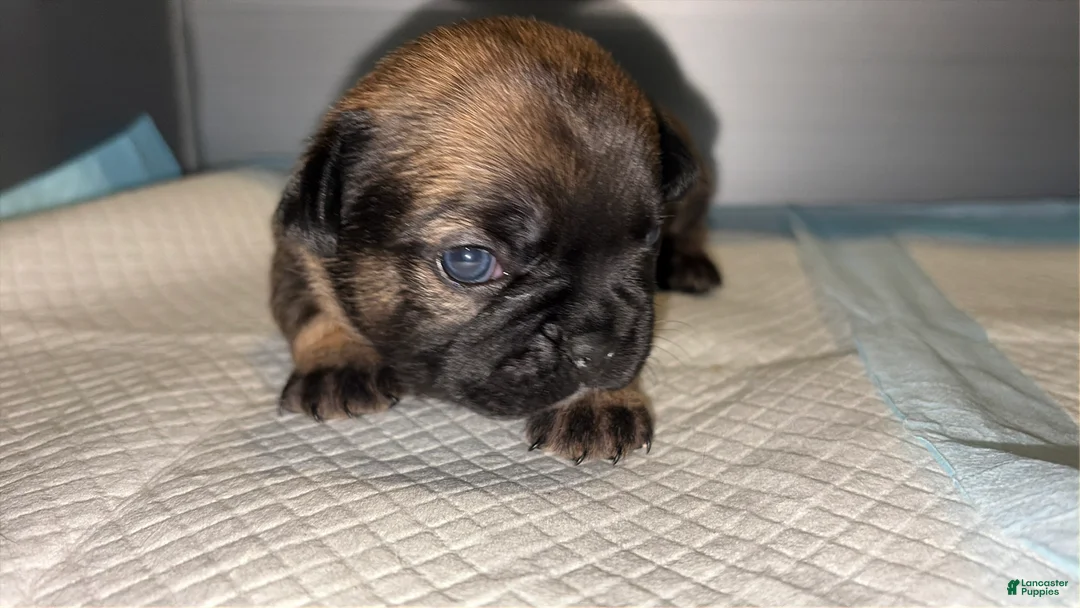 French Bulldog dogs for sale: French Bulldog Puppy 3 - Ad 1