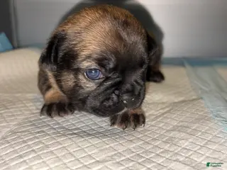 French Bulldog dogs French Bulldog Puppy 3 - Ad 22