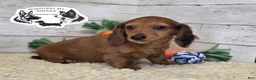 Miniature Dachshund dogs for sale: Mabel - Ad 12