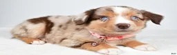 Miniature Australian Shepherd dogs for sale: Floral - Ad 6