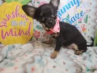 Chihuahua dogs Faith  (T-Cup) long-hair - Ad 23