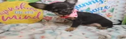 Chihuahua dogs for sale: Faith  (T-Cup) long-hair - Ad 1
