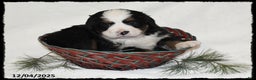 Bernese Mountain Dog dogs for sale: Jemma - Ad 2