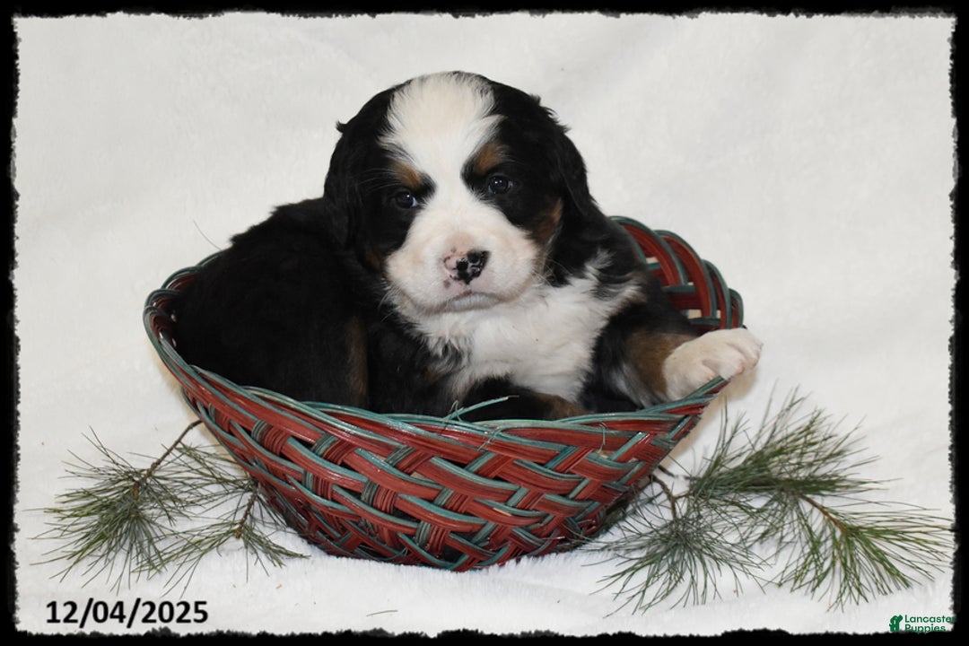 Bernese Mountain Dog dogs for sale: Jemma - Ad 2
