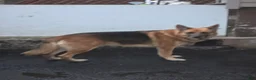 German Shepherd dogs for sale: Cooper - Ad 4