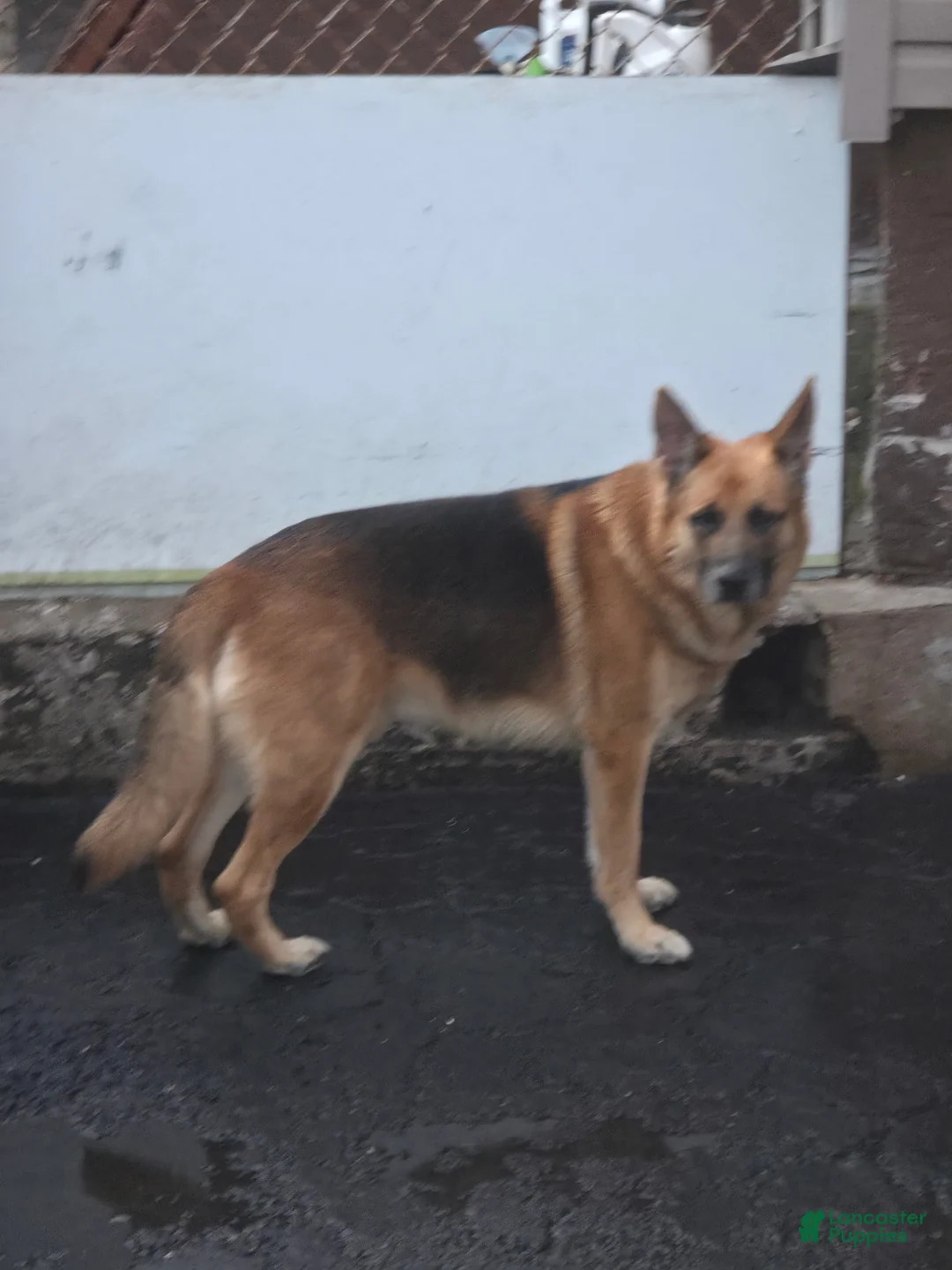German Shepherd dogs for sale: Cooper - Ad 4