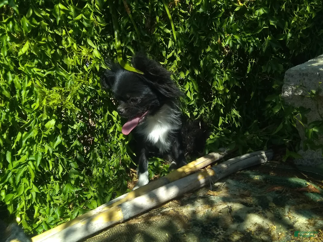 Chihuahua dogs for sale: Full AKC Adult  Russian Chihuahua Male  - Ad 12