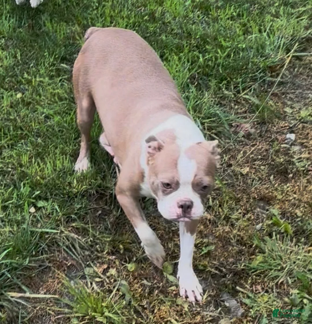 Frenchton dogs for sale: Buggs  - Ad 4
