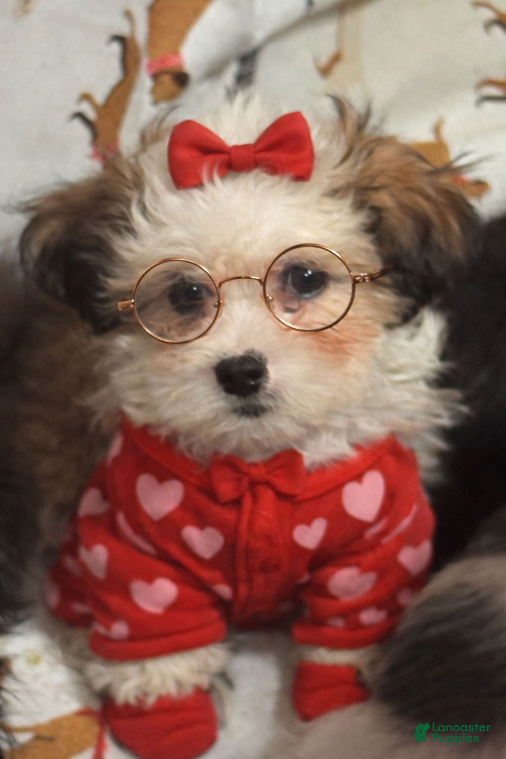 Shihpoo dogs Shihpoo Puppy 8 - Ad 1