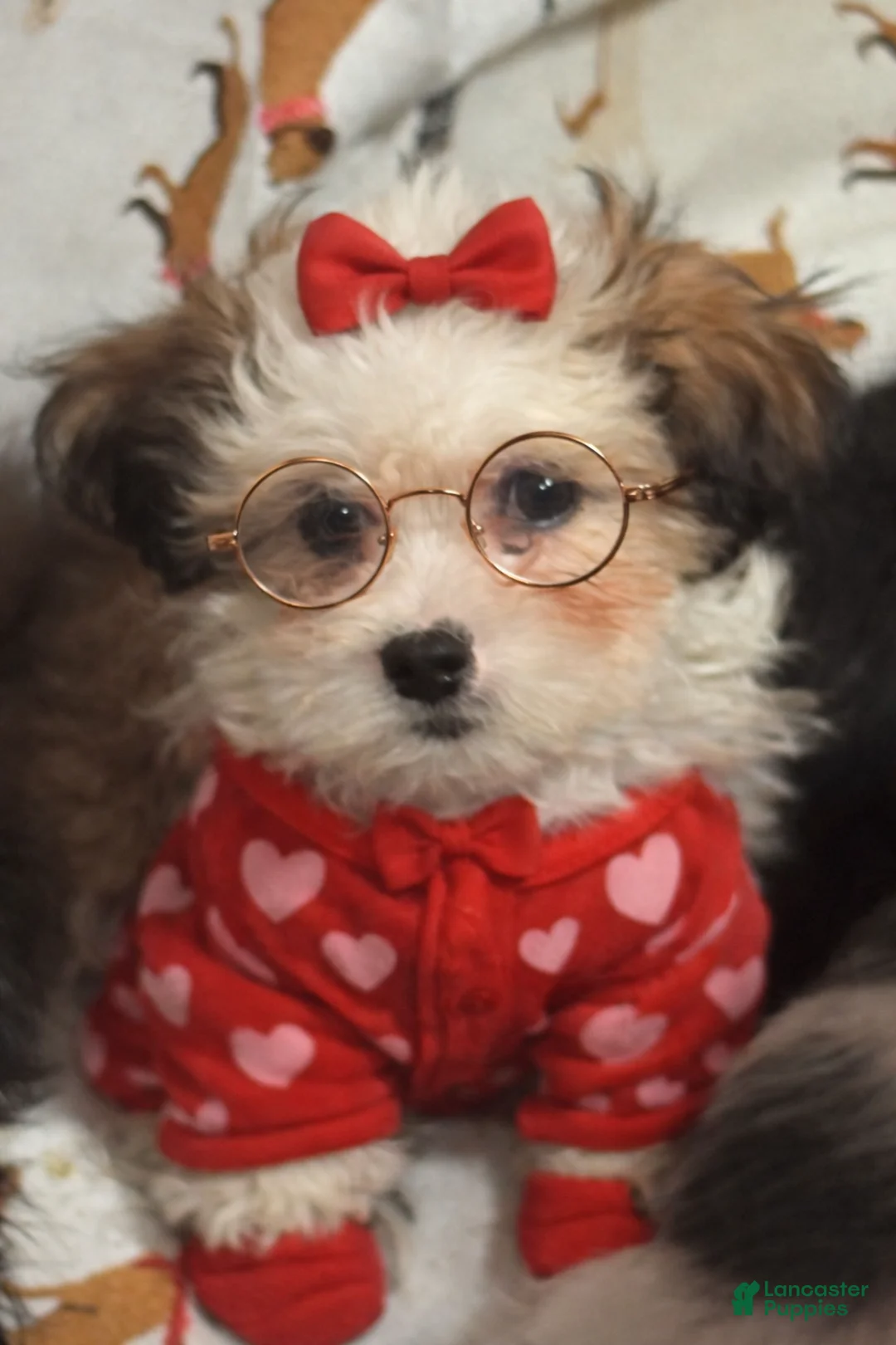 Shihpoo dogs for sale: Shihpoo Puppy 8 - Ad 1