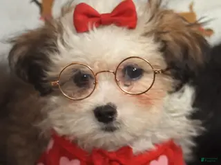 Shihpoo dogs Shihpoo Puppy 8 - Ad 6