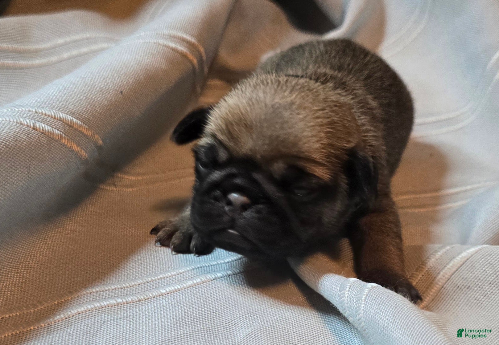 Pug dogs Fannie - Ad 3