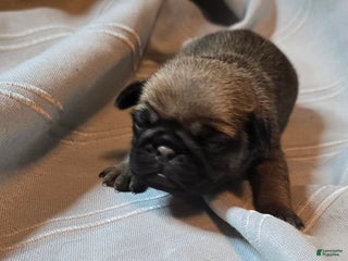 Pug dogs for sale: Fannie - Ad 2