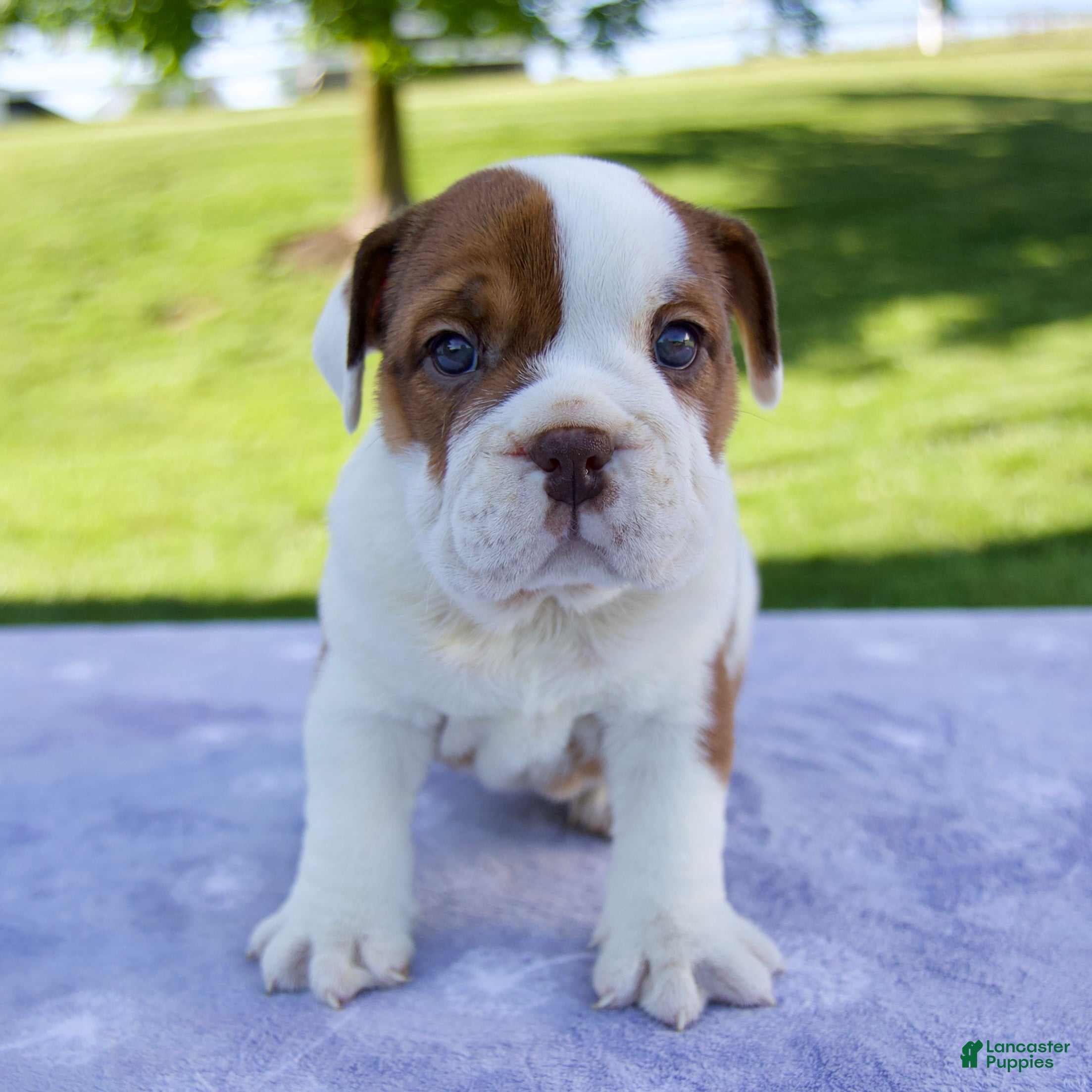 Beabull dogs for sale: Josephine - Ad 1