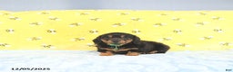 Miniature Dachshund dogs for sale: Prince   - Ad 3