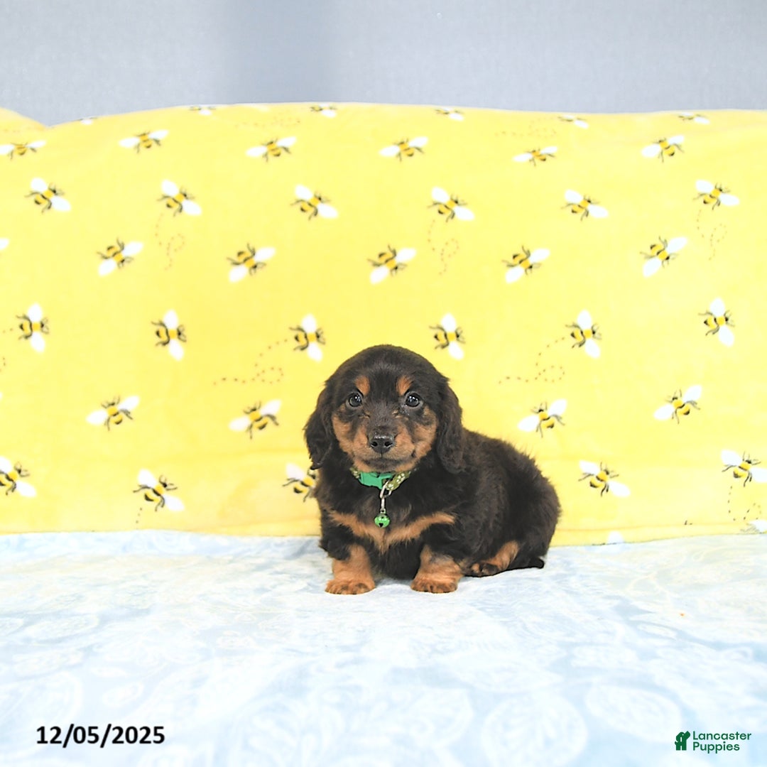 Miniature Dachshund dogs for sale: Prince   - Ad 3