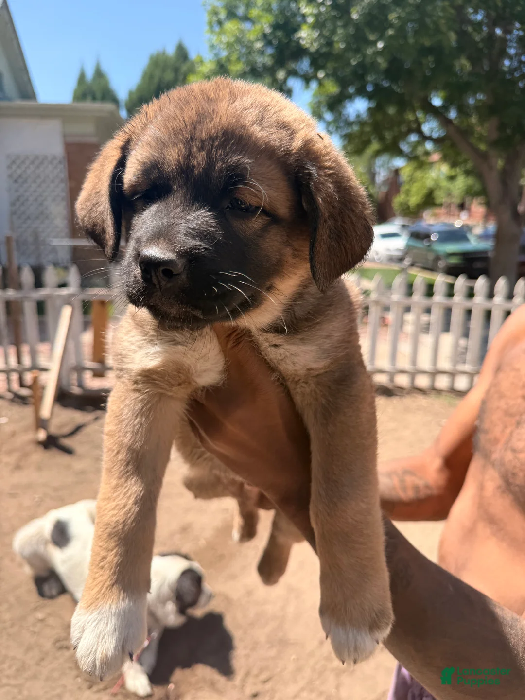 Mixed Breed dogs for sale: Caroline - Ad 1