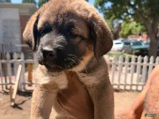 Mixed Breed dogs for sale: Caroline - Ad 4