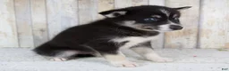 Pomsky dogs for sale: Cruse - Ad 4
